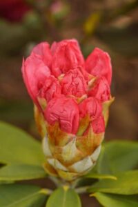 Rododendras-Rhododendron-sp.-Tina-Heinje-3