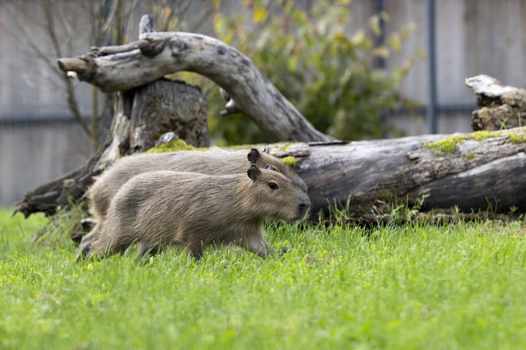 Naujas gyvūnas Kauno zoologijos sode