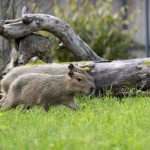 Naujas gyvūnas Kauno zoologijos sode