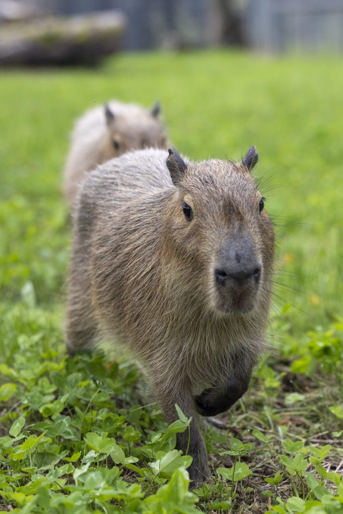 Naujas padaros Kauno zoologijos sode