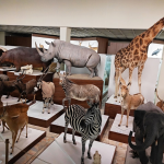 Kauno Tado Ivanausko zoologijos muziejaus ekspozicijos fragmentas.