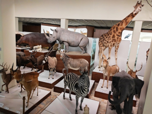 Kauno Tado Ivanausko zoologijos muziejaus ekspozicijos fragmentas.